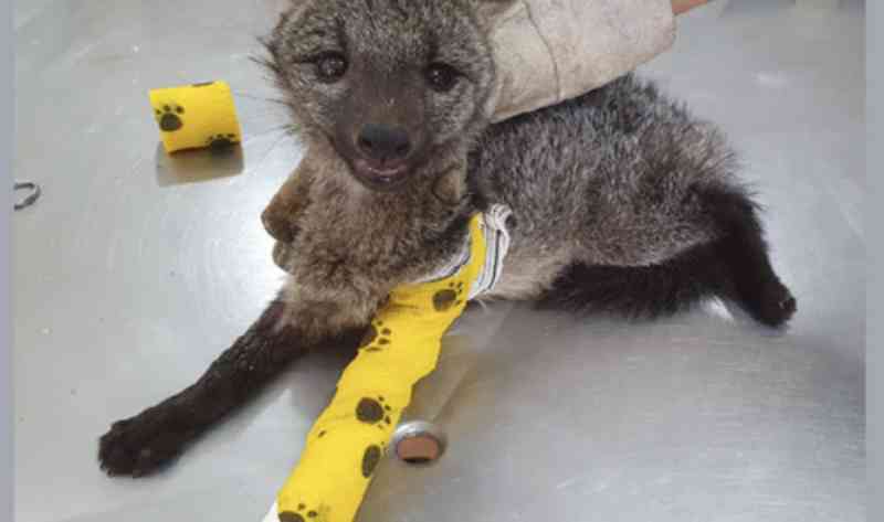 Cachorro-do-mato com perna quebrada é socorrido pela Associação Mata Ciliar, em SP