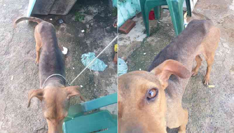 ONG flagra cachorro em situação de maus-tratos e tutor é preso em Marília, SP