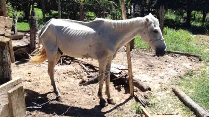 Cavalo idoso, debilitado e com carrapatos é resgatado em Piracicaba, SP