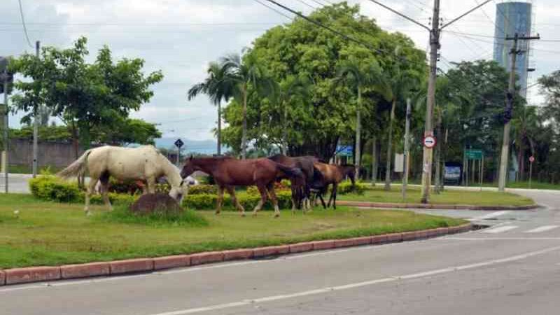 População de São José dos Campos (SP) pode adotar animais de médio e grande porte