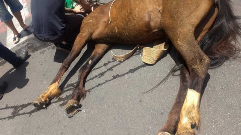 Bombeiros são acionados para resgate de cavalo ferido no meio de avenida em Mairinque, SP; animal morreu