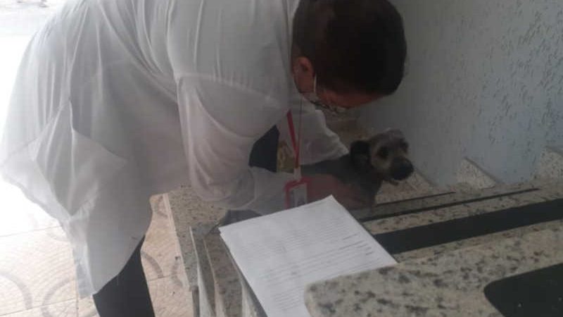 Cachorro é resgatado após sofrer maus-tratos em Ribeirão Pires, SP