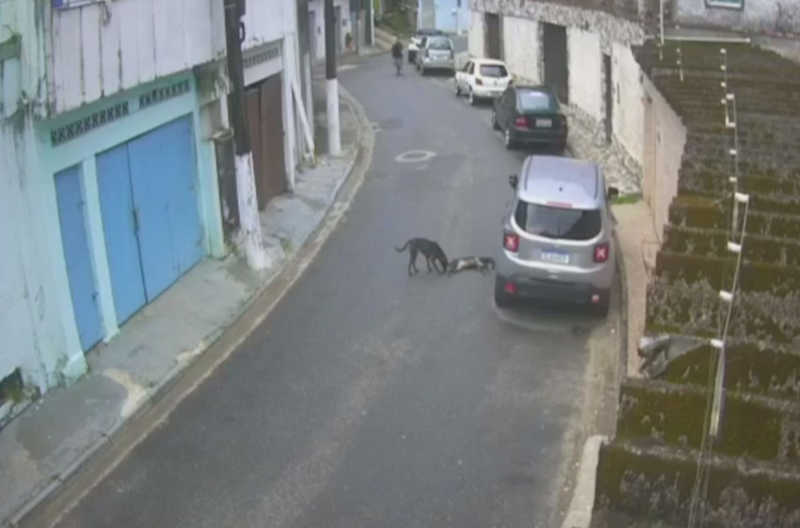 Cachorro ficou ao lado de 'amigo' após acidente em São Vicente, SP — Foto: Reprodução/Sou Mais São Vicente e Região