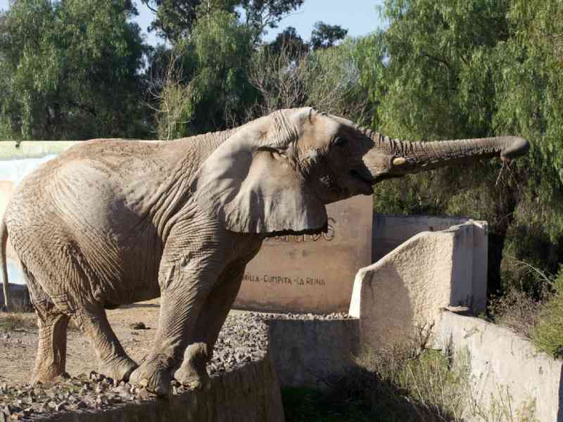 Campanha arrecada fundos para trazer elefante a santuário brasileiro
