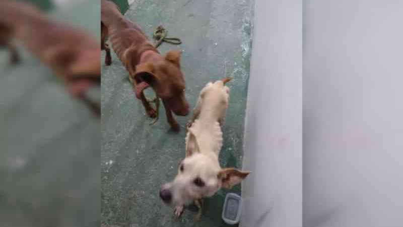 Polícia prende tutora que deixou cadela faminta comer filhotes, no DF