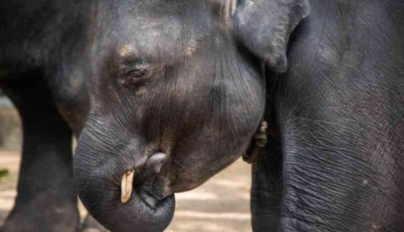 É proibido, mas o marfim de elefante continua à venda no eBay (e de forma camuflada)