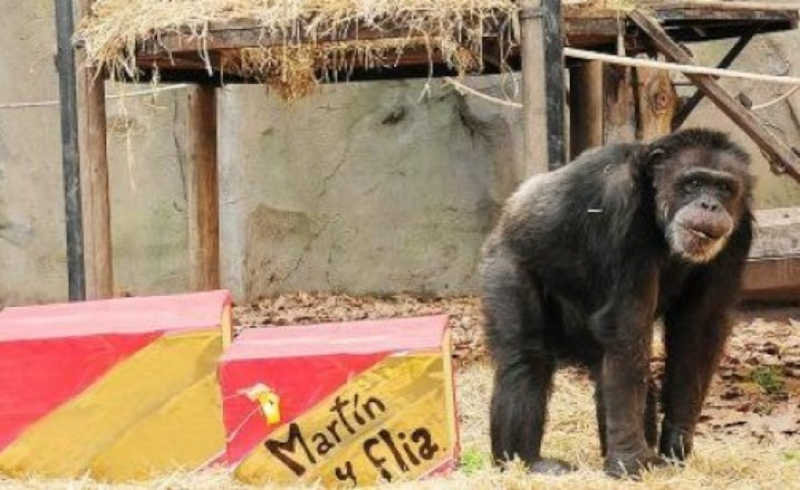 Chimpanzé Martín morre no zoológico de Buenos Aires, na Argentina