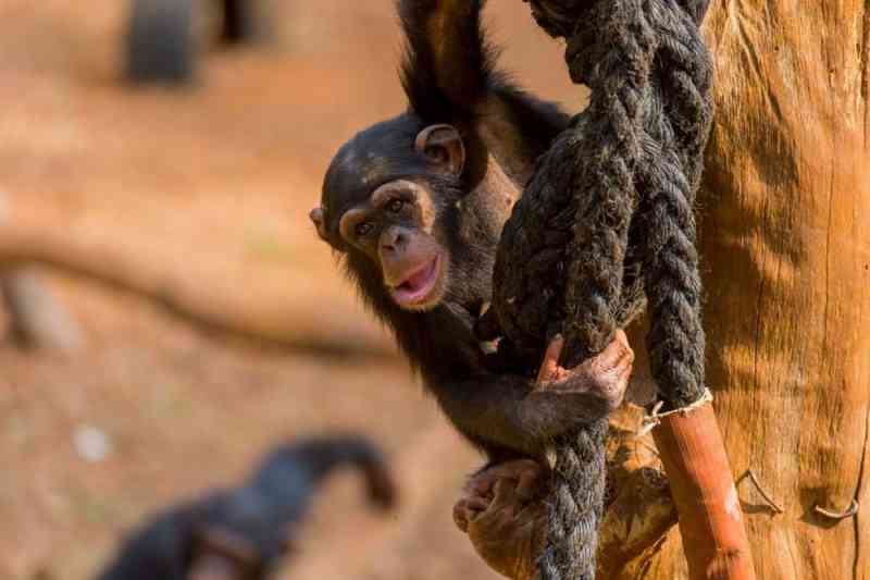 Misteriosa e mortal doença dos chimpanzés em Serra Leoa