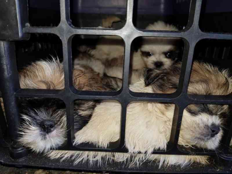 Justiça libera adoção de filhotes de shih-tzu encontrados amontoados em caixas dentro de carro