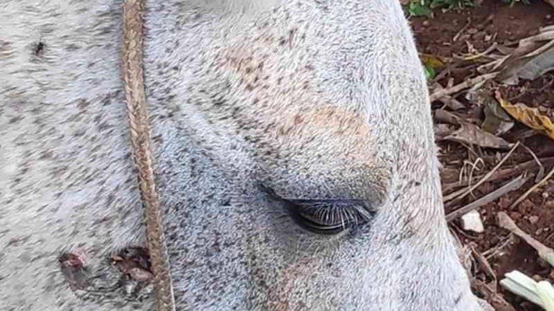 Vídeo: carroceiro é flagrado espancando cavalo com chicote no Guará