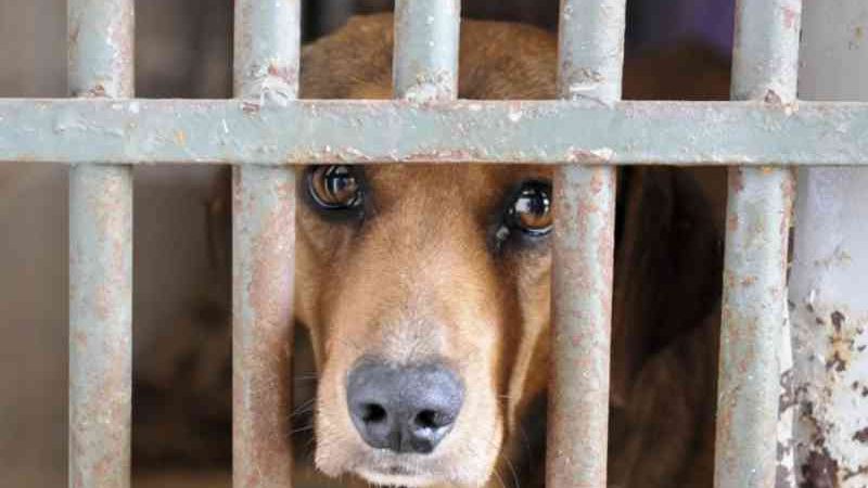Está em vigor lei que obriga condomínios a denunciar à polícia casos de maus-tratos contra animais no DF