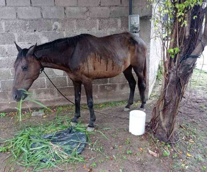 Moradores ajudam cavalo abandonado e se queixam sobre serviço de recolhimento em Vitória, ES