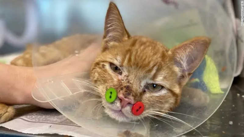 Veterinários usam botões de plástico para ‘consertar’ mandíbula de gato nos EUA
