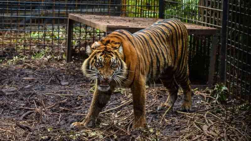 Tigres matam cuidador e fogem de zoológico na Indonésia; um é morto a tiros