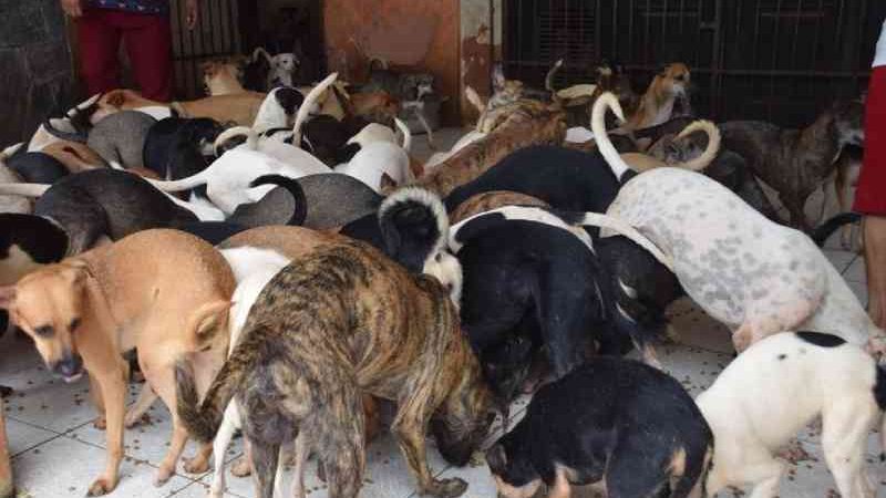 Justiça obriga retirada de cães de residência de idosa em São Luís, MA