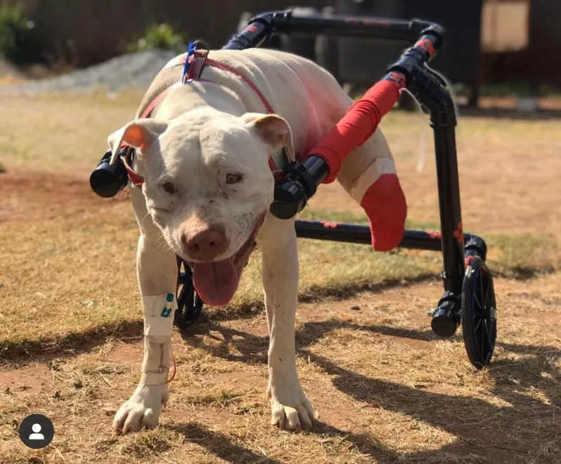 Cão Sansão volta a andar graças a doação de prótese