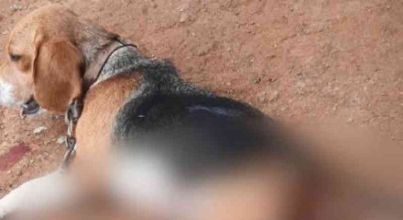 Cadela é morta a facadas após entrar no quintal de vizinho em MG