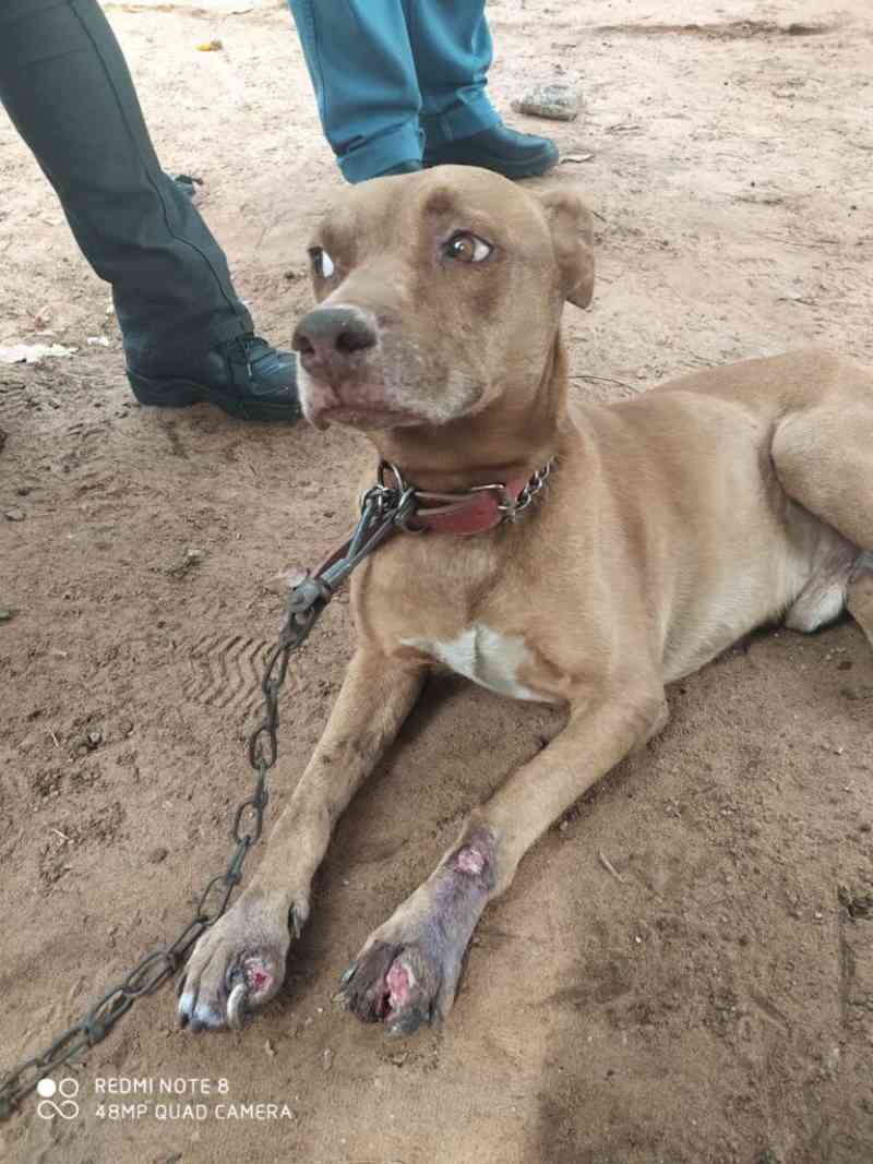 Com uma das patas quebradas, devorado por bichos de pele e desnutrido, pit bull é resgatado em Campo Grande, MS