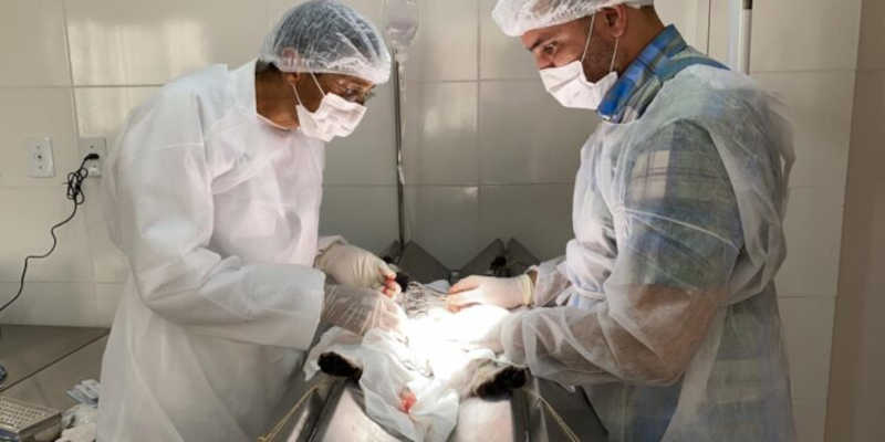 Centro de Zoonose de Cabedelo (PB) inicia cirurgias de castração de animais abandonados e domiciliados