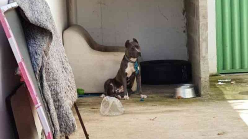 Polícia investiga denúncias de maus-tratos contra 25 cães no Gama, DF