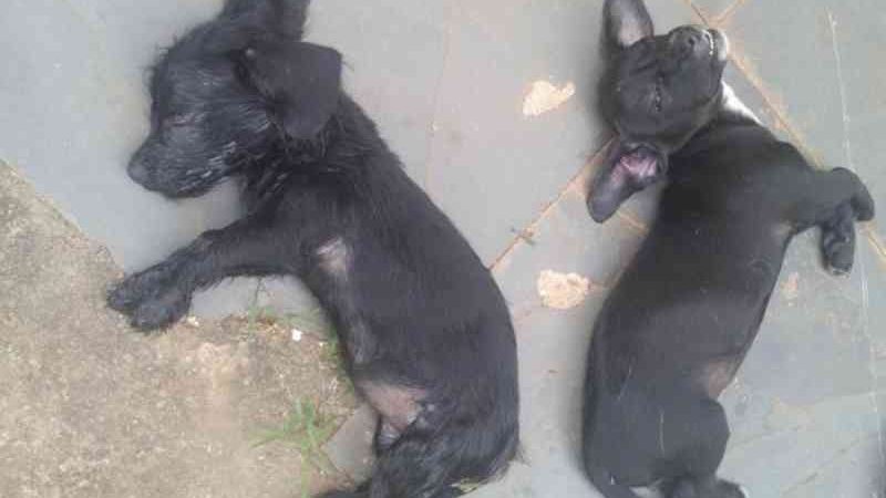 Quatro animais morrem no Centro de Paranavaí (PR) por suspeita de envenenamento