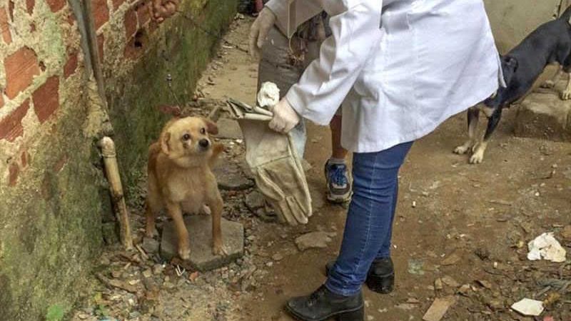 Inscrições para curso de atendimento a casos de maus-tratos de animais estão abertas, no Paraná