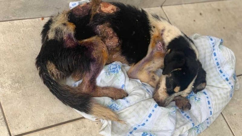 Cão queimado é resgatado após denúncia de maus-tratos em Paranavaí, PR