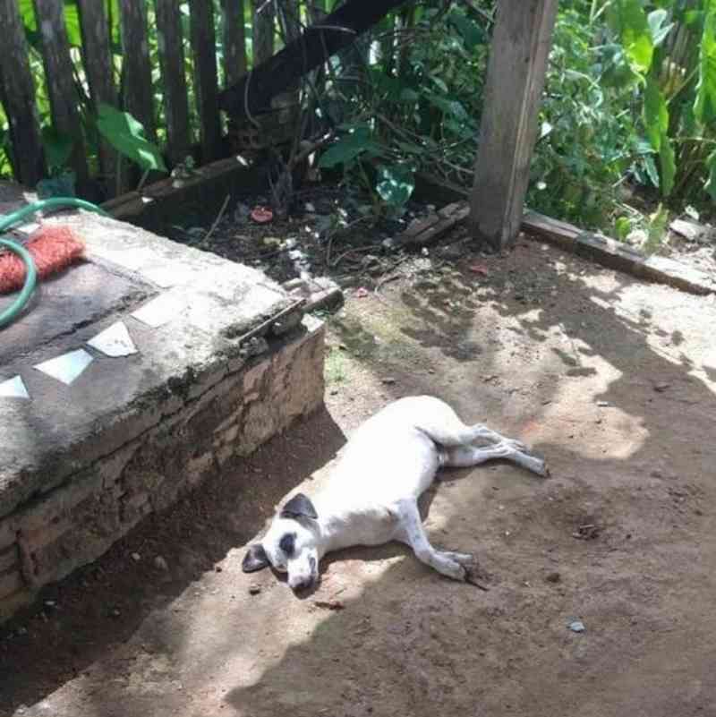 Homem mata cachorro de vizinho a pedrada após animal urinar em seu calçado, em RO