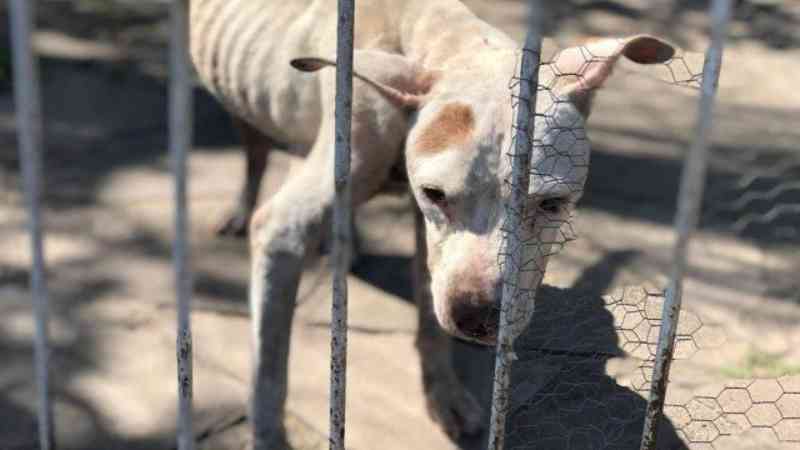 Mulher é presa por maus-tratos a cachorro, que estava em estado grave por ficar sem água nem ração, em Canoas, RS
