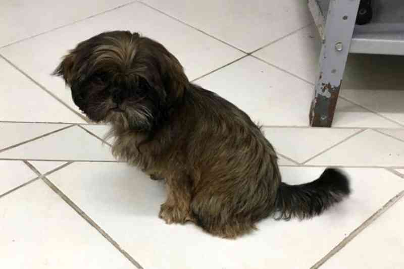 Cachorrinha sequestrada volta para casa depois de dez dias, em Santa Cruz do Sul, RS