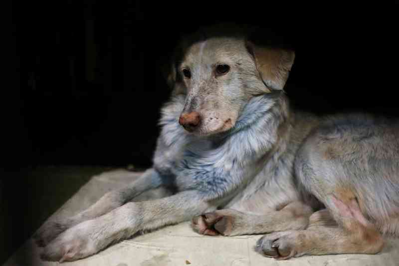 Cachorros de rua com pelo azul são achados na Rússia perto de indústria química