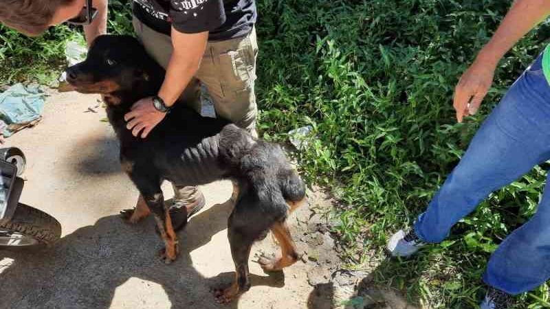 Cachorros mantidos sem água e sem comida são resgatados em Blumenau, SC