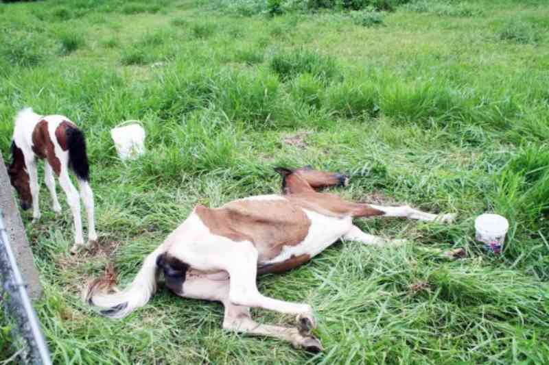 Égua amamentando e morrendo de fome mobiliza ONGs e protetores em Criciúma, SC