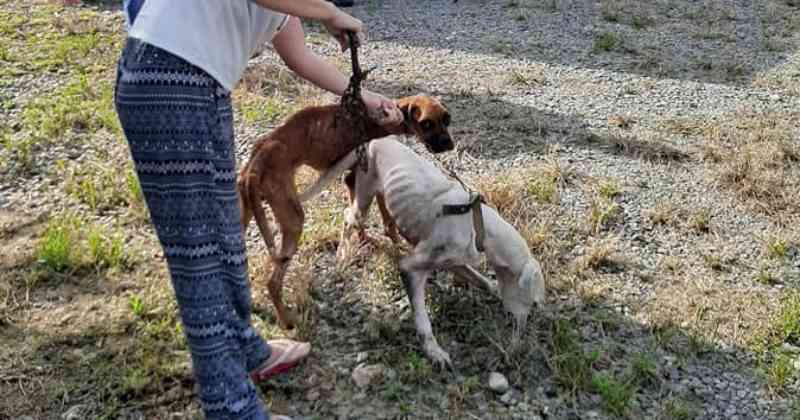 Homem é preso por maus-tratos e dois cães desnutridos são resgatados em Jaraguá do Sul, SC