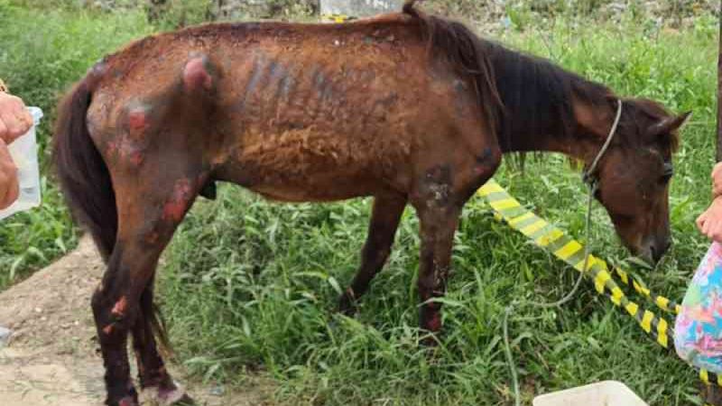 Cavalo vítima de maus-tratos e abandonado é resgatado em Tubarão, SC