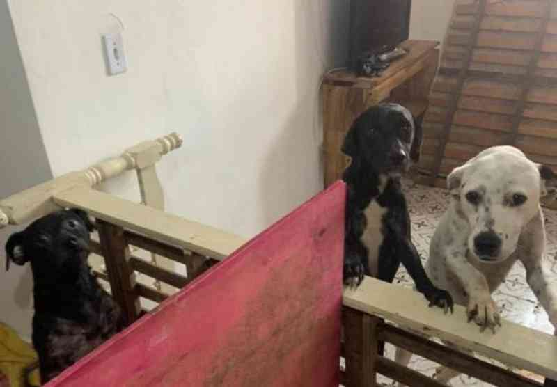 Cães são resgatados de situações de maus-tratos em cidades de SC