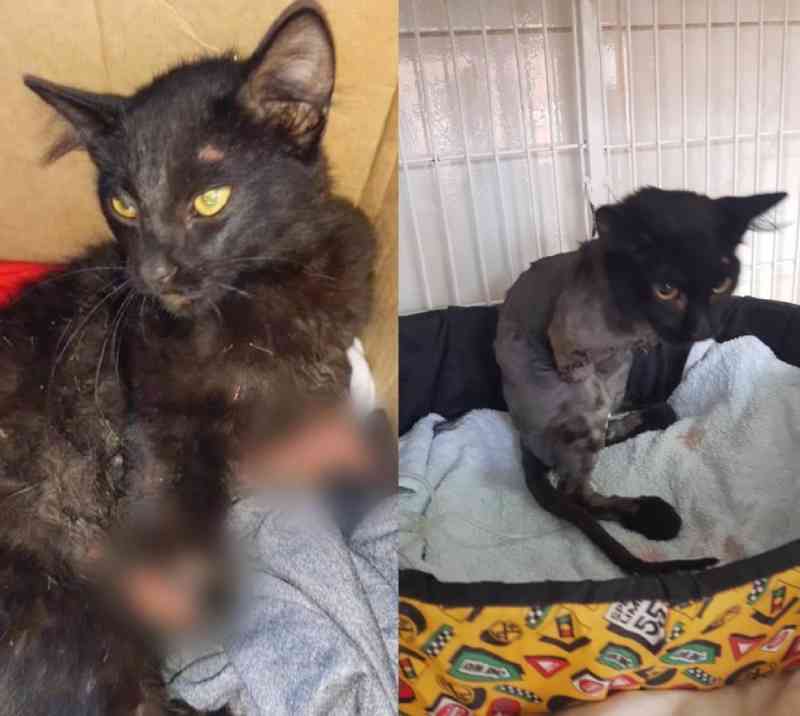 MP vai investigar caso de gato que teve duas patas cortadas com facão em Sorocaba, SP