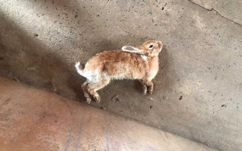 Acusado de violência doméstica mata 6 coelhos de estimação na presença dos filhos em Piracicaba, SP