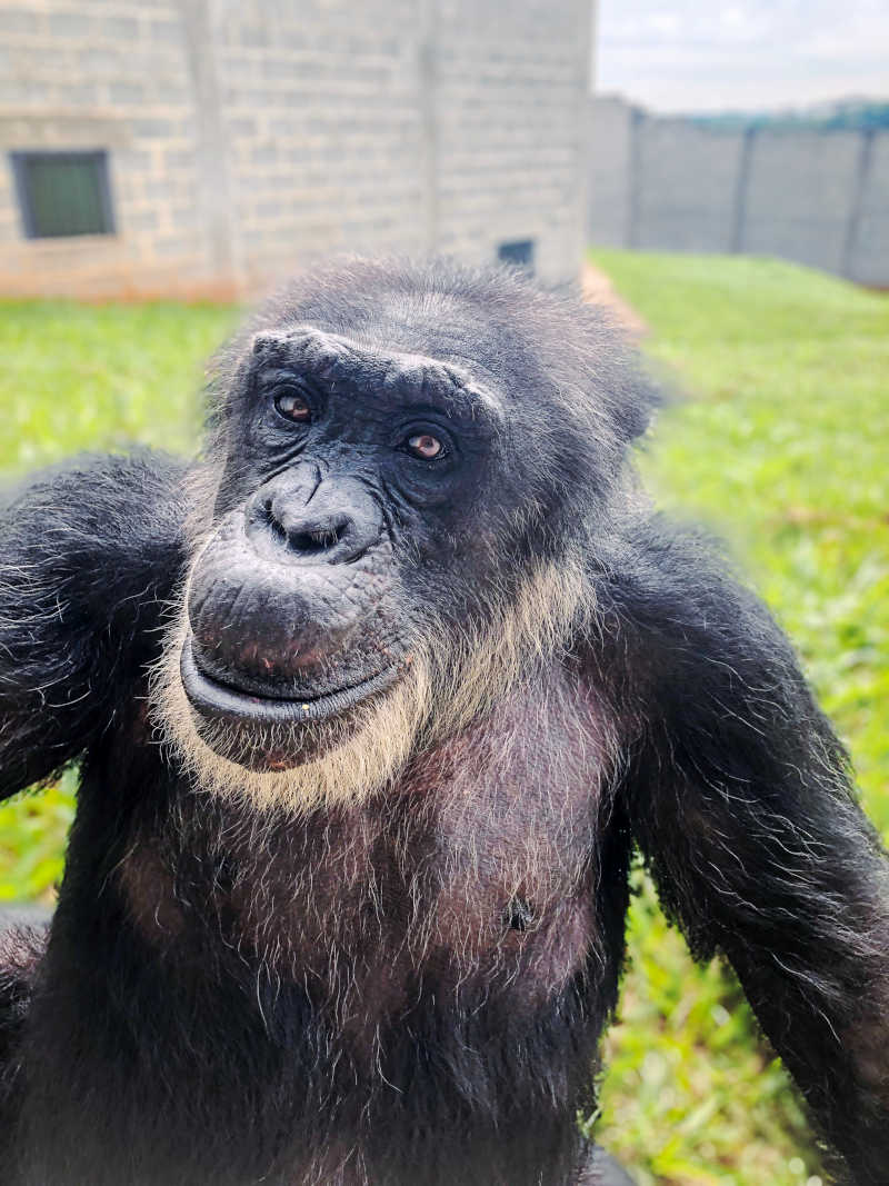 Morre o chimpanzé Black, resgatado do zoológico de Sorocaba, SP