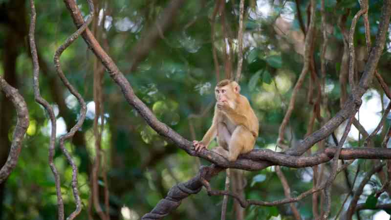 Macacos ainda são forçados a colher cocos na Tailândia, apesar de polêmicas