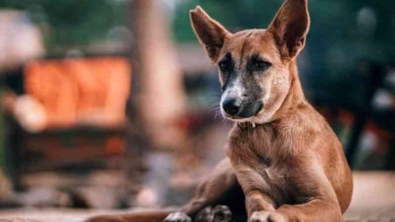Centro de Zoonoses cuida de 48 cães e gatos de famílias alagadas em Rio Branco, AC