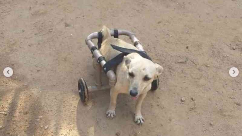 No AC, cachorra que ficou sem andar após tiro encanta em cadeira de rodas e busca adoção