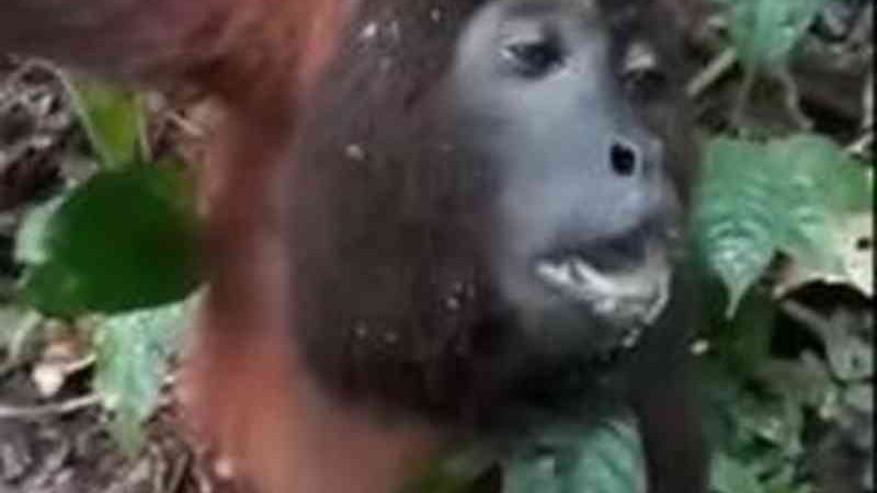Sociedade Brasileira de Primatologia suspeita que macacos flagrados agonizando em floresta no AC estavam com febre amarela