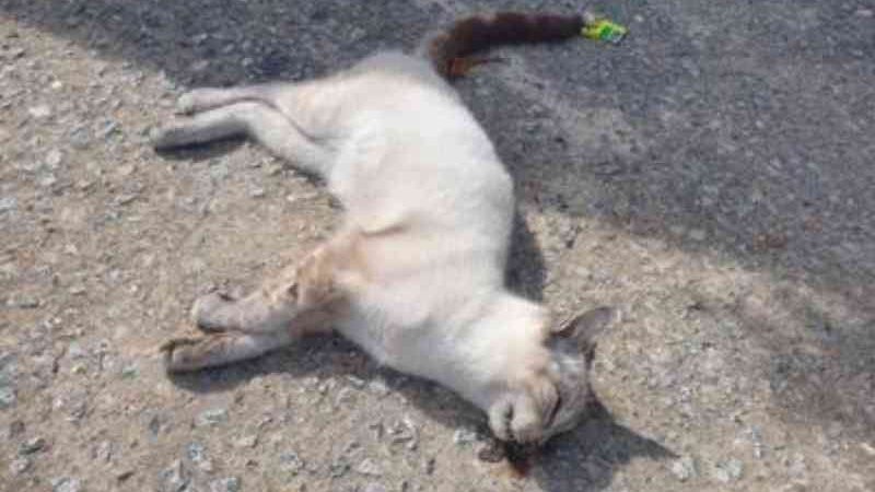 Moradores denunciam envenenamento ’em massa’ de gatos no Santo Eduardo, em Maceió, AL