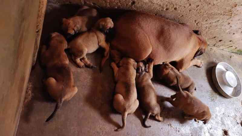 Mais de 30 cães são resgatados de criadouro com sinais de maus-tratos em Manaus, AM