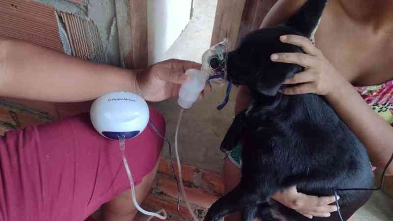 ONG no AM pede ajuda para salvar cães da epidemia de cinomose