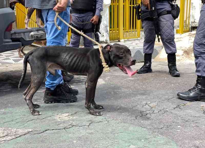 Polícia prende casal que maltratava cinco cachorros no Novo Aleixo, em Manaus, AM