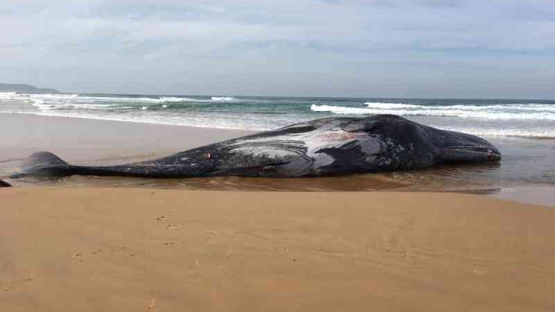 Cachalote misteriosamente aparece morta na Austrália