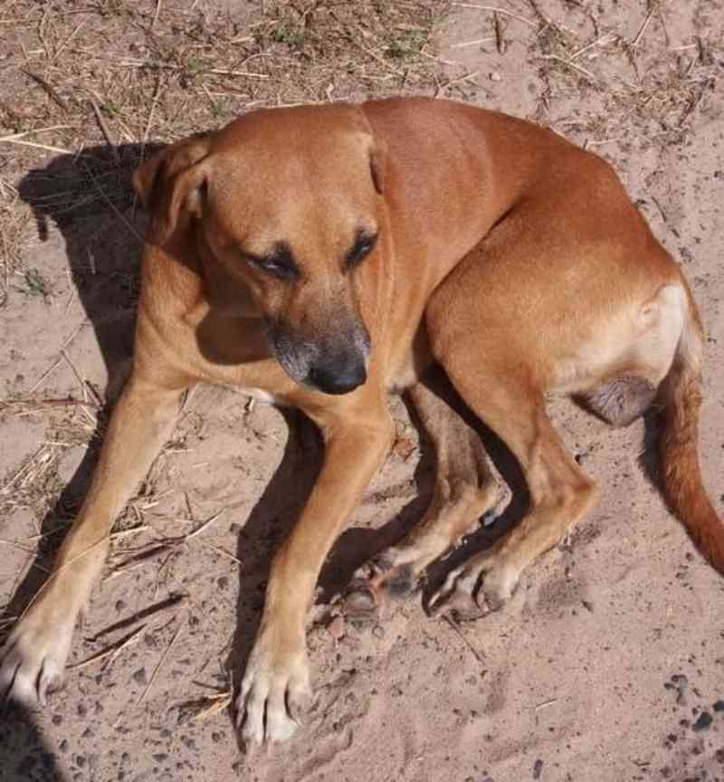 Homem é suspeito de estuprar cadelas em Alagoinhas, BA