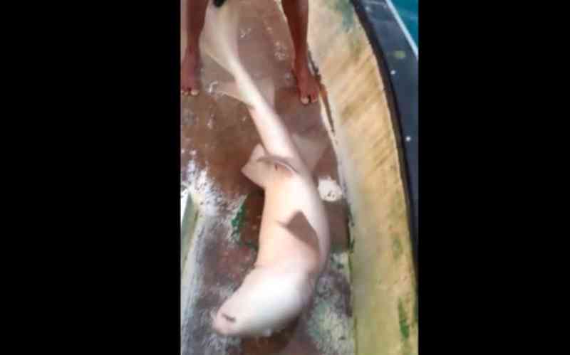 Homem ‘pesca’ tubarão sem querer no sul da BA e devolve animal para o mar; vídeo